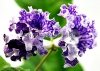 Streptocarpus DS-1567 
